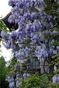 Breathtaking Purple Wisteria Spring Flowers Journal