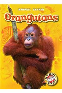 Orangutans