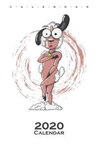 Naked sheared Sheep Calendar 2020