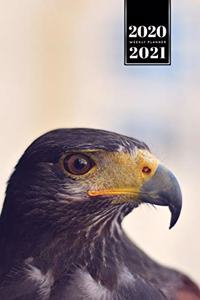Falcon Hawk Bird Watching Ornithology Week Planner Weekly Organizer Calendar 2020 / 2021 - Brown Eyes