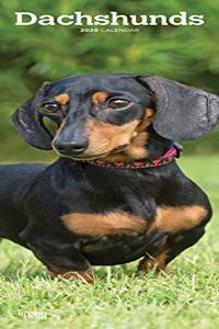 DACHSHUNDS 2020 SLIM CALENDAR