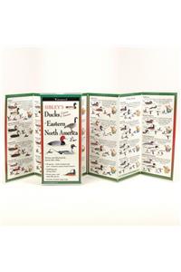 Sibley's Ducks, Geese, and Swans of Eastern North America