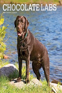Labrador Retrievers, Chocolate 2022 Square