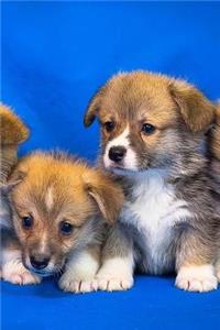 Welsh Corgi Notebook