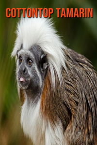 Cottontop Tamarin