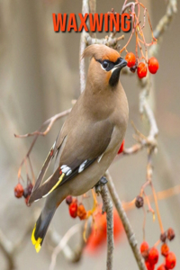 Waxwing