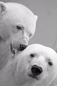 Kiss Kiss, Polar Bears Journal