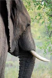 MindBlowing Elephant Journal 1