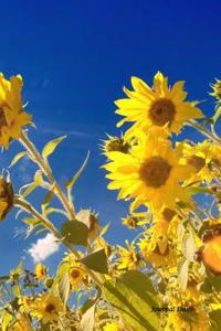 Journal Daily: Blue Sky Yellow Sunflower, Unique Golden Flower Vase Damask Print, Unique Stylish Lined Blank Journal Book, 6 X 9, 200