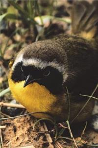 Common Yellowthroat Journal