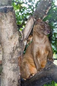 The Fossa Journal (Hunting Cat)