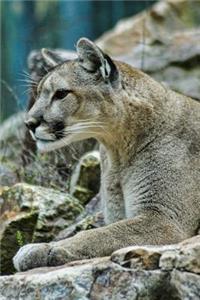 Mountain Lion on the Rocks Journal