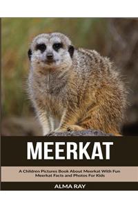 Meerkat