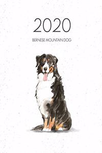 2020 Bernese Mountain Dog