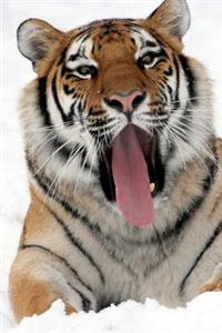 Yawning Tiger in the Snow Animal Journal