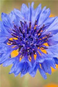 A Beautiful Blue Cornflower Bloom Journal