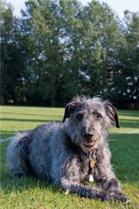 Adorable Irish Wolfhound Journal