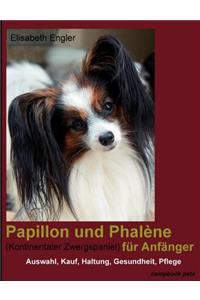 Papillon und Phalène (Kontinentaler Zwergspaniel) für Anfänger