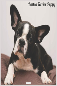 Boston Terrier Puppy 2021 Wall Calendar