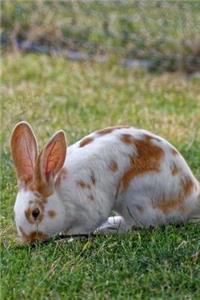 Rabbit in a Meadow Animal Journal