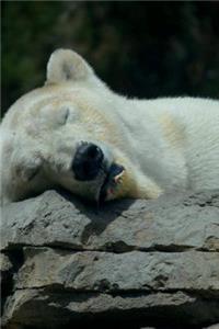 Sleeping Polar Bear Journal
