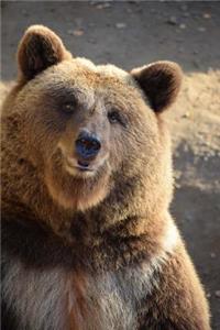 Brown Bear Checking You Out Journal