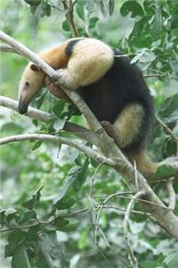 An Adorable Tamandua Anteater on a Tree Branch Animal Journal