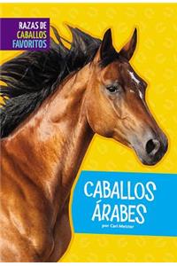 Caballos Árabes