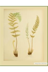 Nature Sketch Book