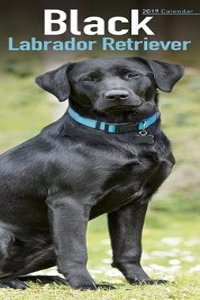 Black Labrador Retriever Slim Calendar 2019