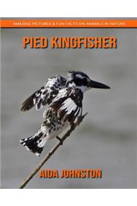 Pied Kingfisher: Amazing Pictures & Fun Facts on Animals in Nature
