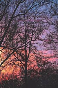 Sunset Sky Clouds Dusk Evening Trees Silhouette Notebook