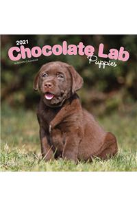 Labrador Retriever Puppies, Chocolate 2021 Square