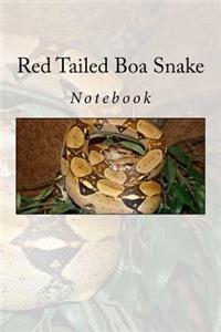 Red Tailed Boa Snake