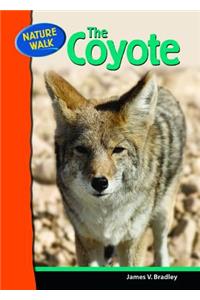 Coyote