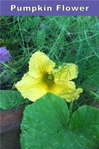 Pumpkin Flower