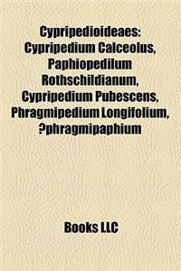 Cypripedioideae Introduction: Cypripedium Calceolus, Paphiopedilum Rothschildianum, Cypripedium Pubescens, Phragmipedium Longifolium