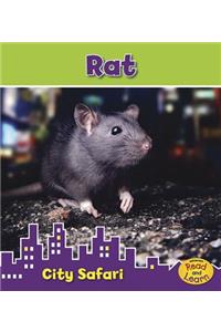 Rat