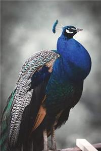 The Graceful Blue Peacock Journal