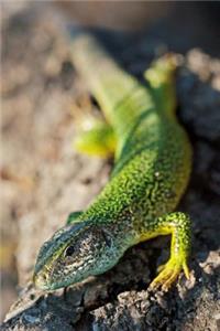 Green Lizard Sunning on a Rock Reptile Journal