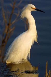 Snowy Egret Waterfowl Bird Journal