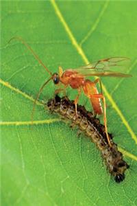 Insect Journal Wasp Gypsy Moth Caterpillar Entomology