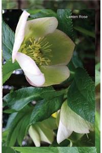 Lenten Rose