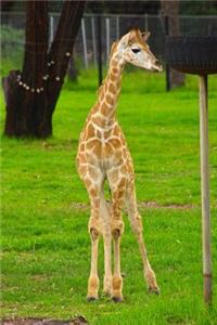 Sweet Baby Giraffe African Animal Journal