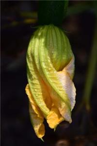 Pumpkin Blossom Journal