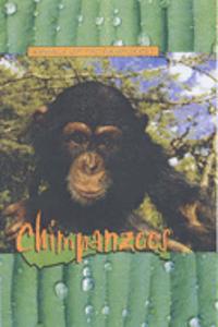 Chimpanzees