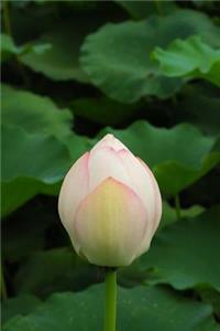 Lotus Flower Bud in a Japanese Water Garden Journal