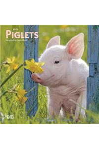 PIGLETS 2020 MINI WALL CALENDAR