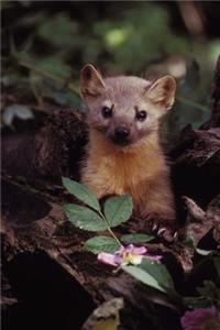Cute Marten in the Wild Animal Journal