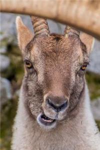 Say Hello to the Billy Goat Journal